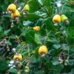 முந்திரி