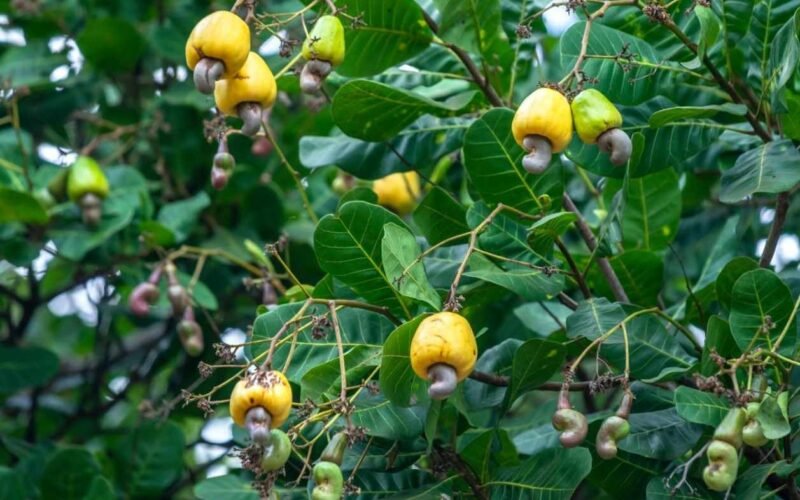 முந்திரி மரம்! 1 முந்திரி