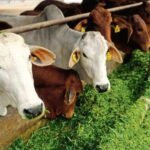 கால்நடை