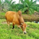 கால்நடை