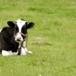 கறவை மாடு