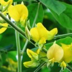 பசுந்தாள்