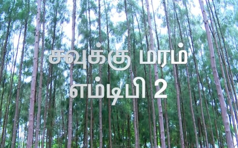சவுக்கு மர வளர்ப்பில் மேட்டுப்பாளையம்-2 இரகம்! 1 சவுக்கு மர வளர்ப்பில் மேட்டுப்பாளையம்-2 இரகம்!