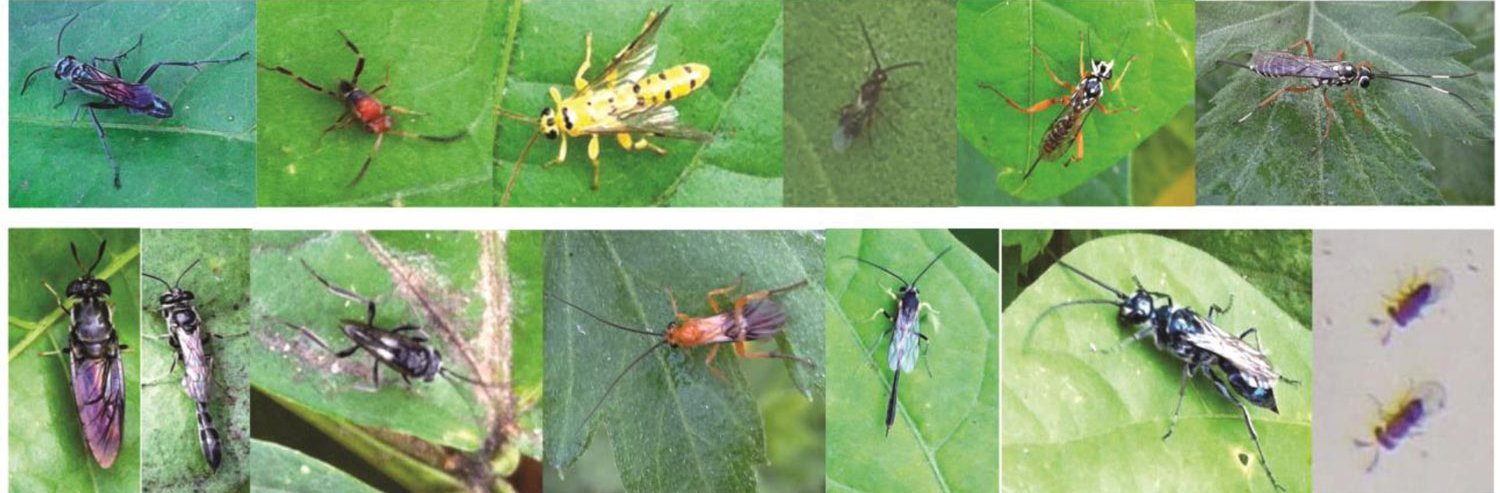 உயிரியல் முறையில் பயிர்ப் பாதுகாப்பு!