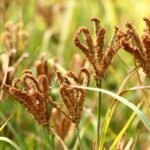 கேழ்வரகு