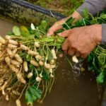 நிலக்கடலை