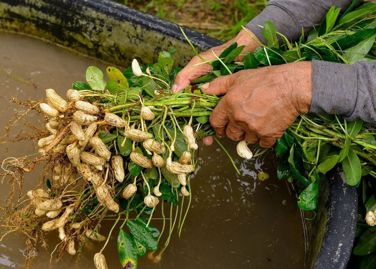 நிலக்கடலை