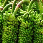 காய்கறி