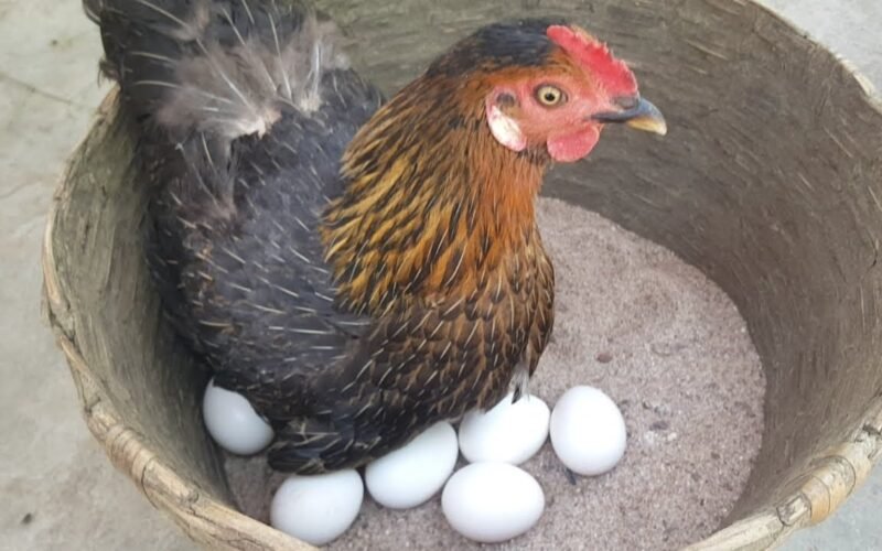 நாட்டுக் கோழிகளில் இனவிருத்திப் பராமரிப்பு! 1 நாட்டுக் கோழிகளில் இனவிருத்திப் பராமரிப்பு!