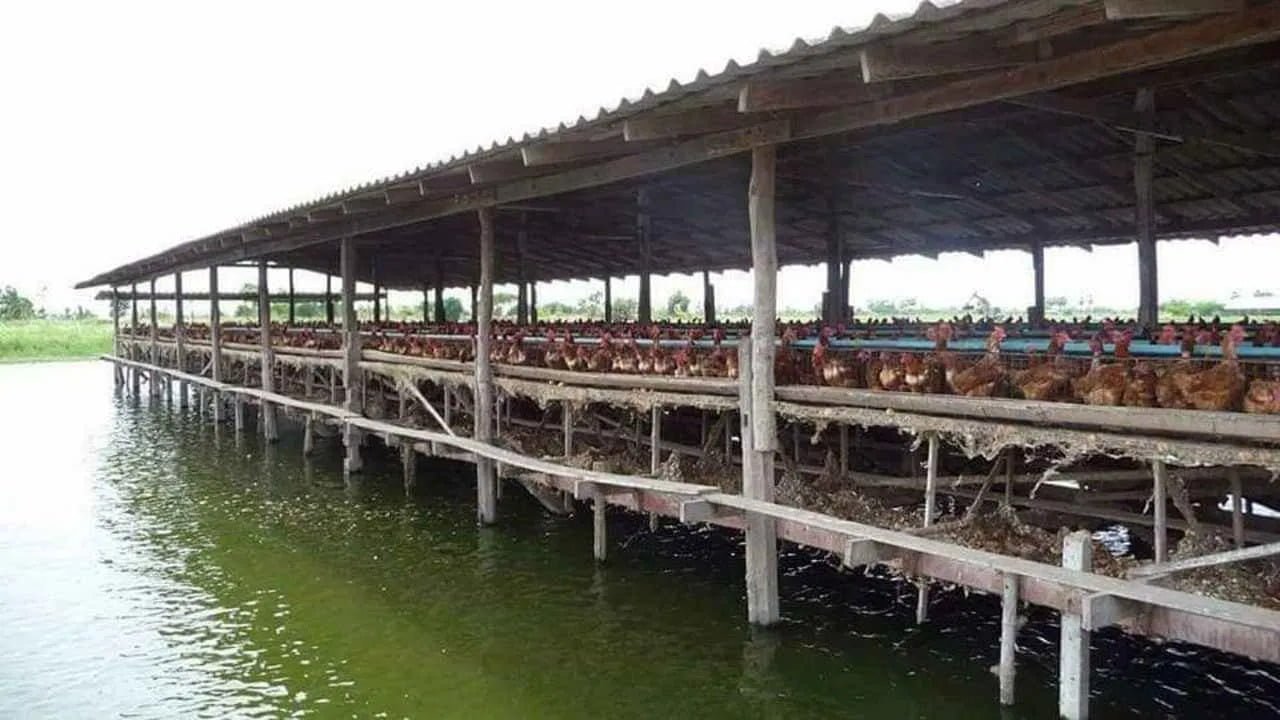 கோழிகளுடன் மீன் வளர்ப்பு