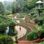 தோட்டக்கலை