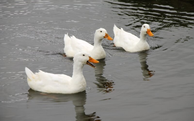 வருவாயைப் பெருக்கும் வாத்து வளர்ப்பு!