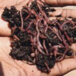 மண்புழு உரம்