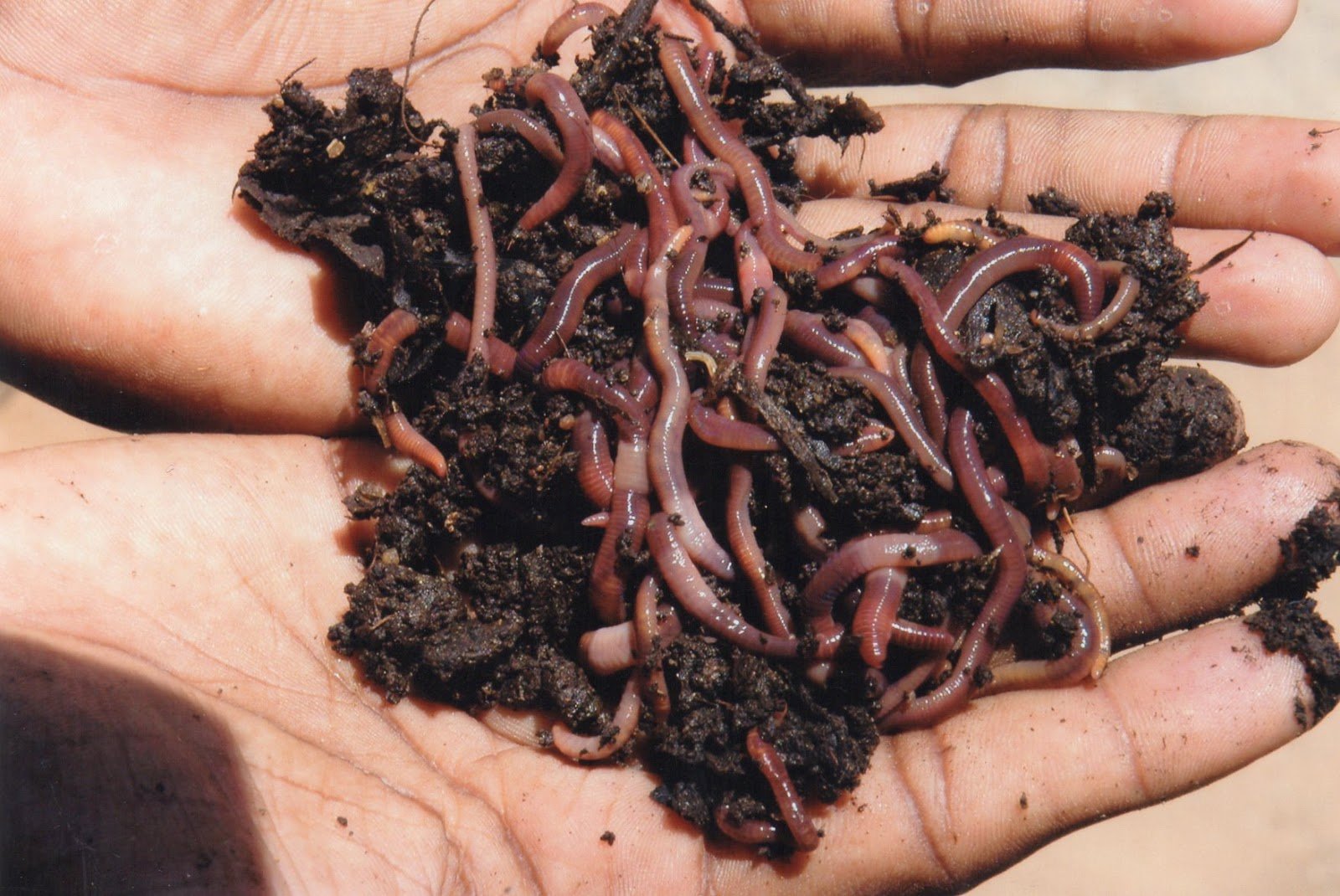 மண்புழு உரம்