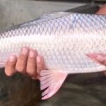 ஜெயந்தி ரோகு