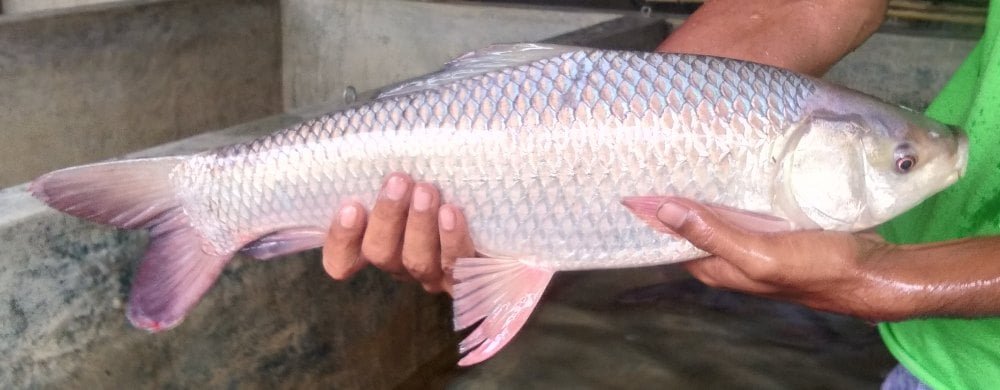 ஜெயந்தி ரோகு