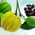 குடம் புளி