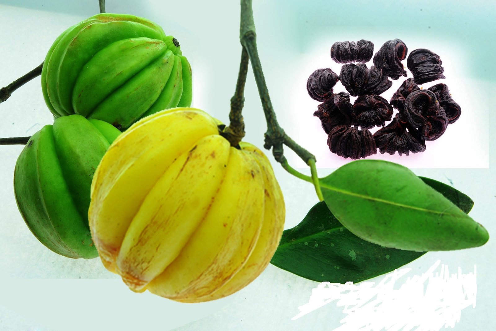 குடம் புளி