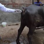 கருவூட்ட