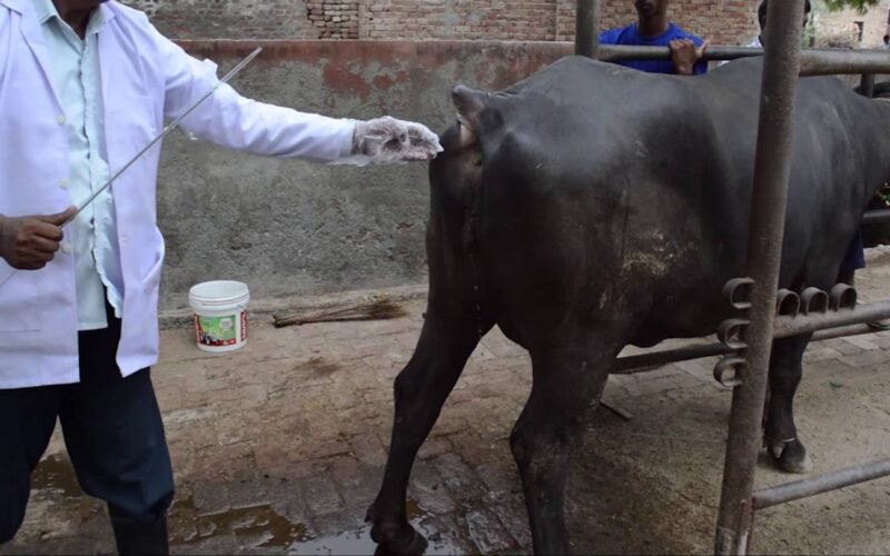 கருவூட்டலின் போது என்ன செய்ய வேண்டும்? 1 கருவூட்ட