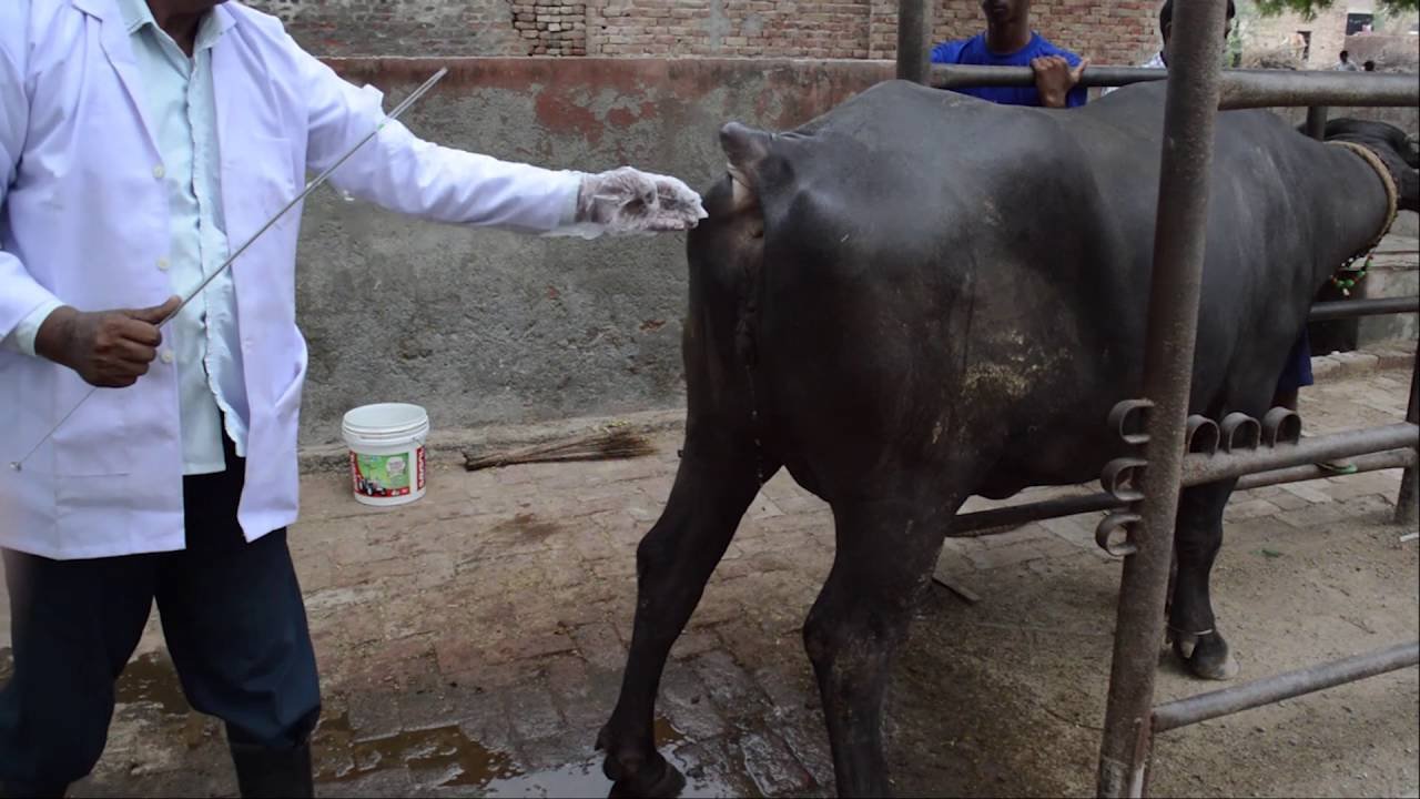 கருவூட்ட