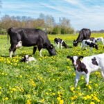 பால் உற்பத்தி