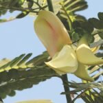 பசுந்தாள் உரப்பயிர்