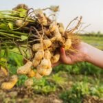 நிலக்கடலை