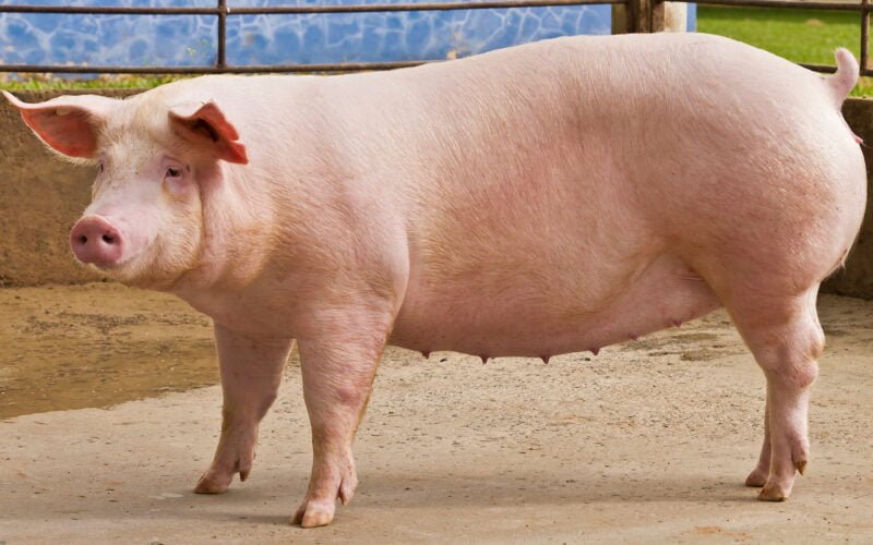 பன்றிகளைத் தாக்கும் நோய்கள்! 1 பன்றி