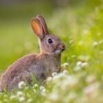 முயல் இனப்பெருக்க மேலாண்மை