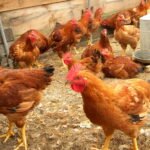 நாட்டுக் கோழிகளைத் தாக்கும் நோய்கள்!