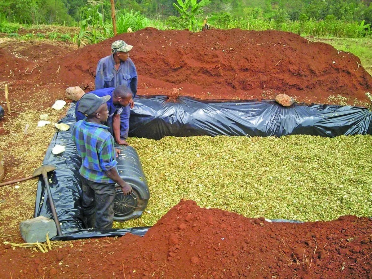 ஊறுகாய்ப்புல் தயாரிப்பு