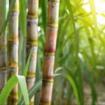 கரும்பு சாகுபடி