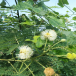 தீவன மரங்கள்