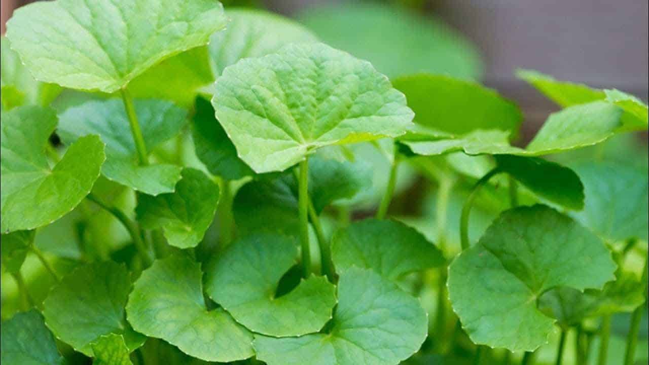 வல்லாரைக் கீரை