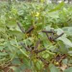 பயறு வகை