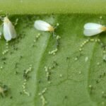 வெள்ளை ஈ