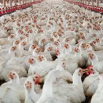 இறைச்சிக் கோழி