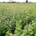 எள்ளுக்கு ஏற்ற நீர் நிர்வாகம்!