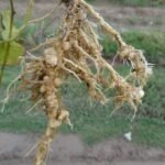 தாவர நூற்புழு