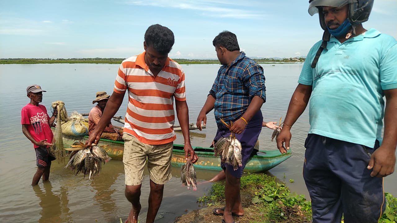 நன்னீர் மீன்கள்