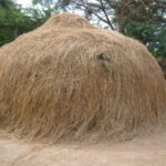 ஊறுகாய்ப்புல்