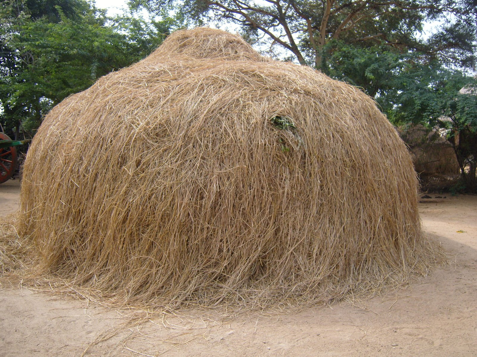 ஊறுகாய்ப்புல்