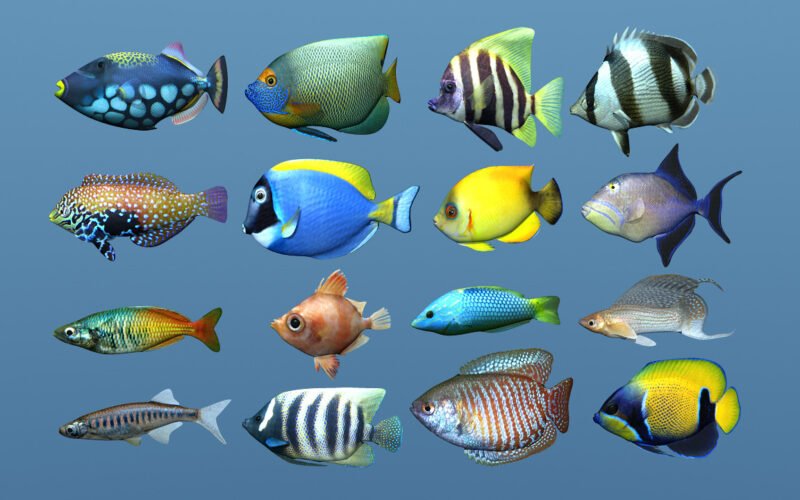 அலங்கார மீன்களுக்கான உயிருணவுகள்! 1 அலங்கார மீன்களுக்கான உயிருணவுகள்!