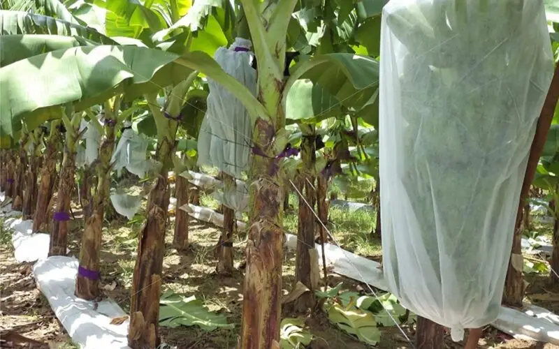 வாழைத்தார் பாதுகாப்பு உறைகள்!