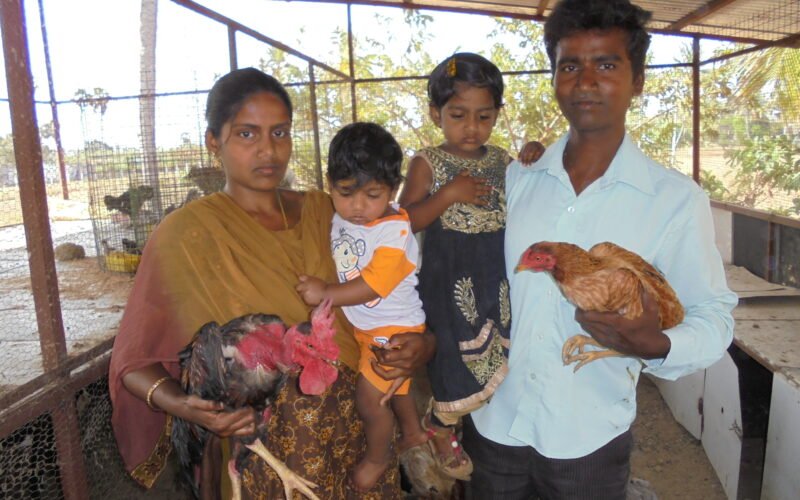 பழைமை மாறாத நாட்டுக் கோழிகள்!