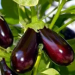 கத்தரி சாகுபடி!