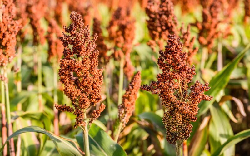 சிறுதானியங்களில் உள்ள சத்துகளும் மருத்துவப் பயன்களும்! 1 சிறுதானியங்களில் உள்ள சத்துகளும் மருத்துவப் பயன்களும்!