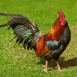 நாட்டுக்கோழி