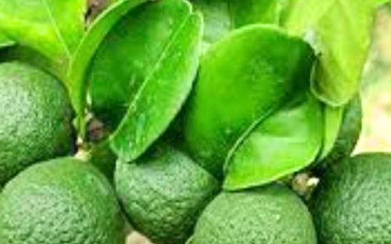 உடலை வலுவாக்கும் நாரத்தை!